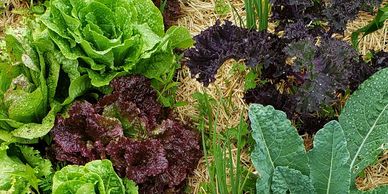 west acre farm produce Mount Brydges Ontario farm stand market garden local flower farm vegetables