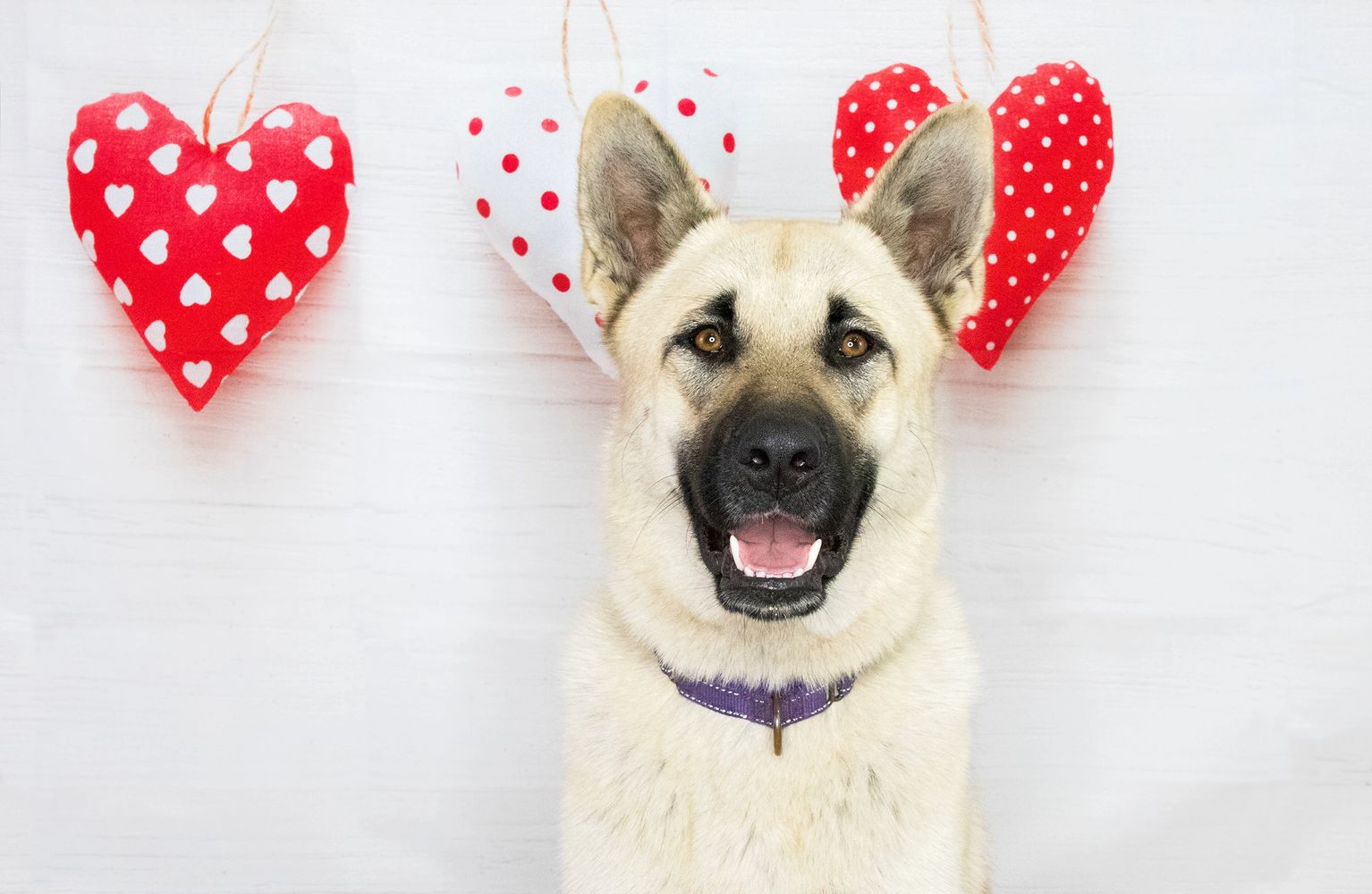 MJ - German Shepherd & Akita mixed dog