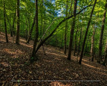 Wooded slope rising toward the ridge top on 9 acres near Taylorsville NC