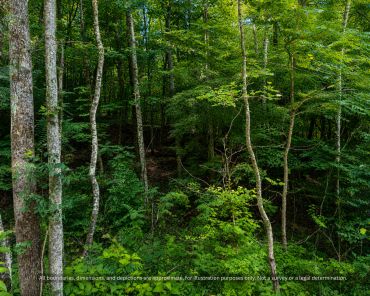 Green hardwood forest for wildlife on land for sale in Alexander County NC