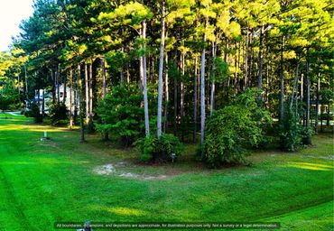 The lot from the street: tall pines and a mowed grass edge on Mill Creek Dr in Arlington Place