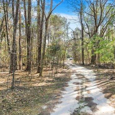 Shared dirt road through tall pines near Fayetteville NC land for sale