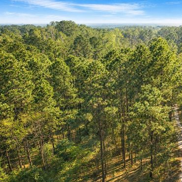 Drone view of pine woods and dirt road near Fayetteville NC land