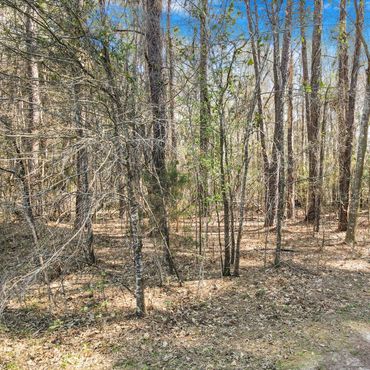 Mixed pines and hardwoods along the road, Cumberland County NC land