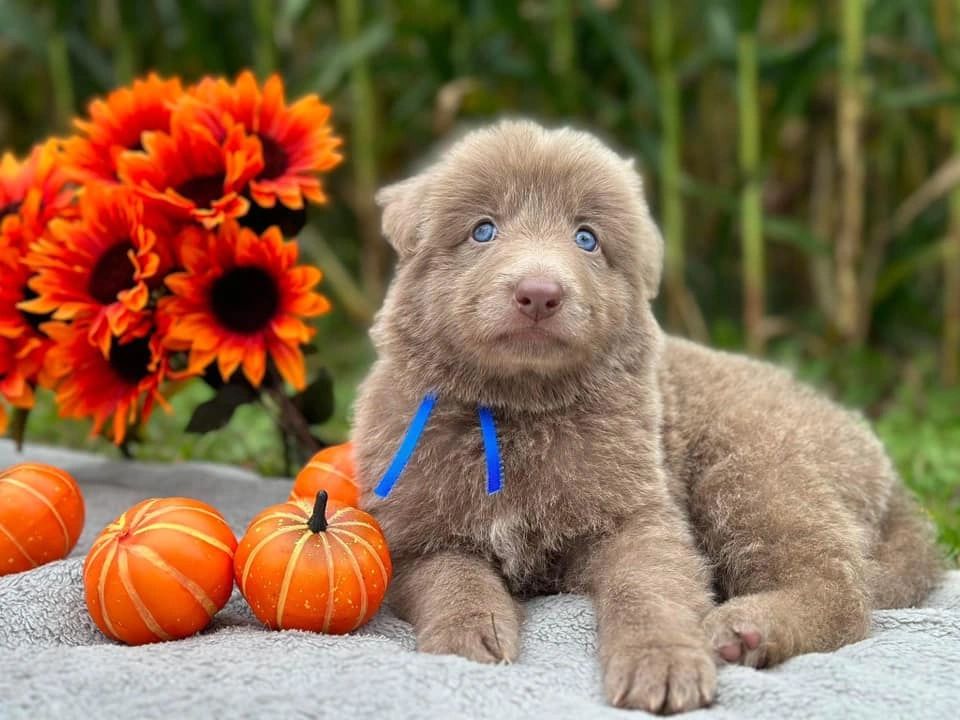Isabella Seal Masking Fawn German Shepherd puppy with fall decorations.