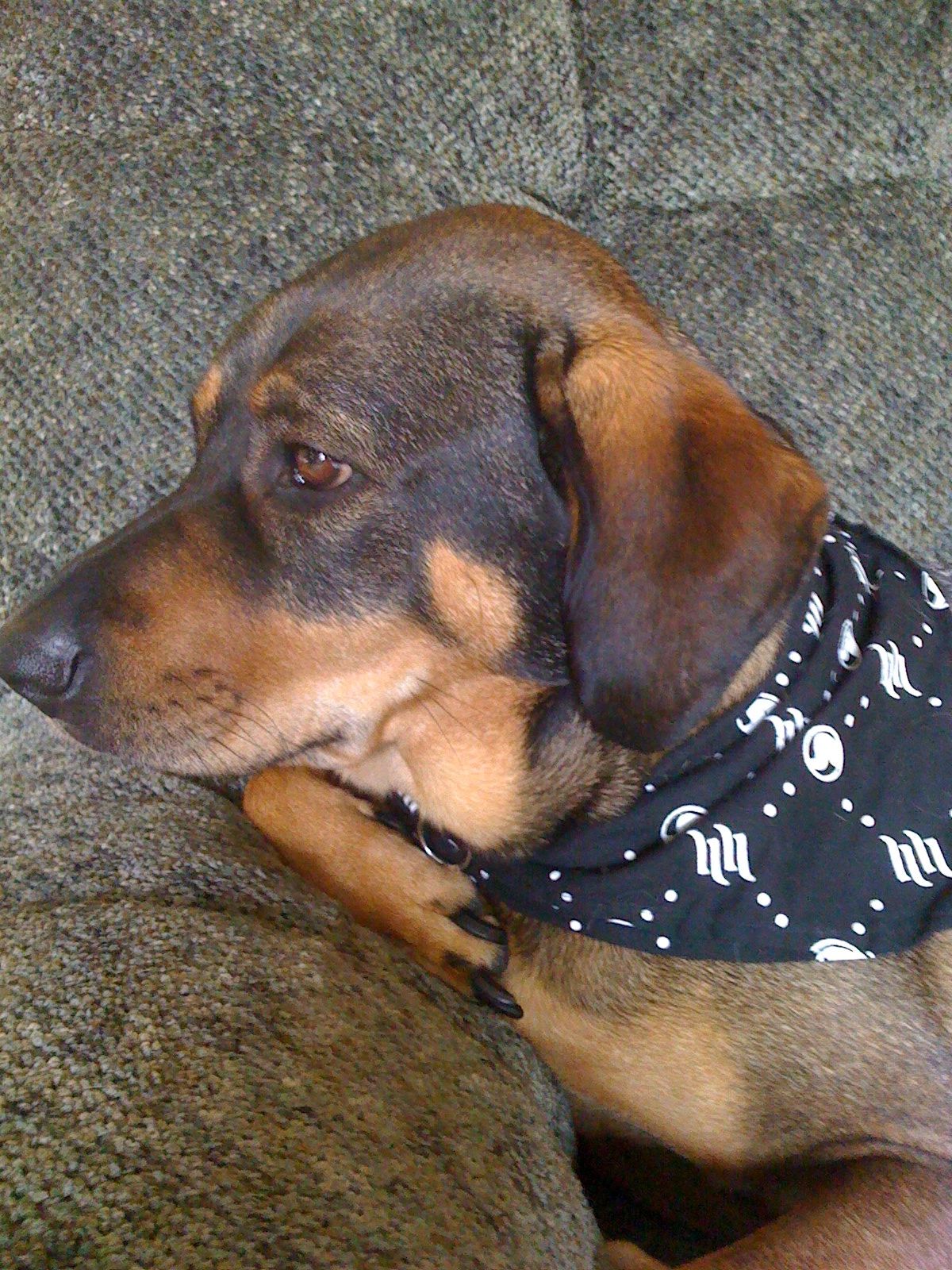 Mobile Dog Grooming Lebanon, TN