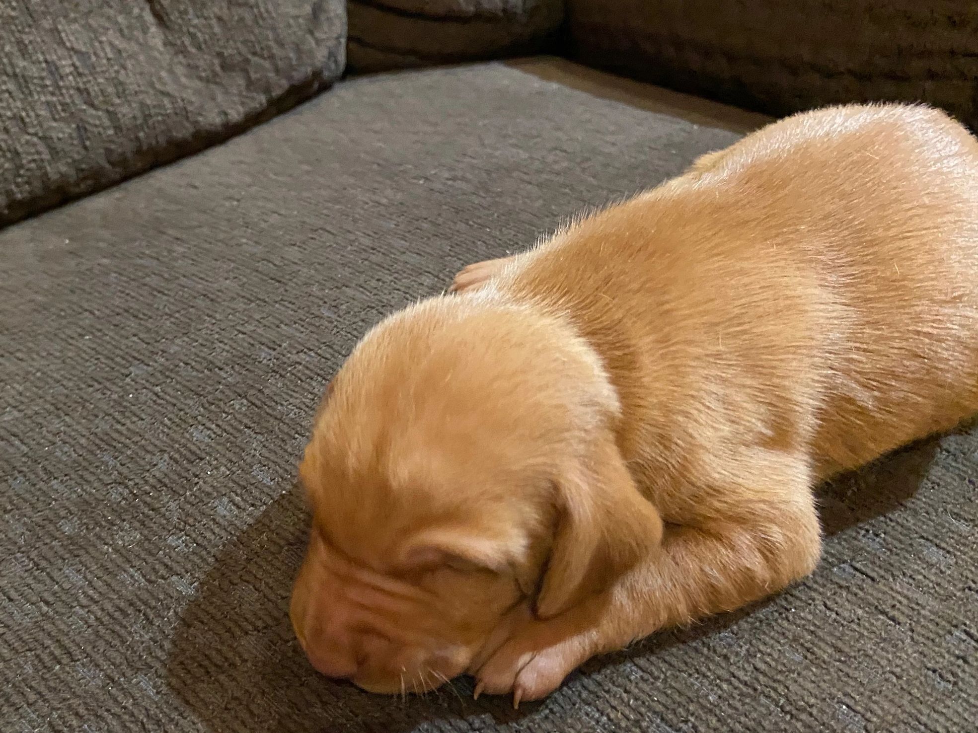 Call us about our puppy availability!