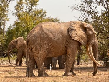 An elephant sighting in Mole National Park in the Savanna region in Northern Ghana.