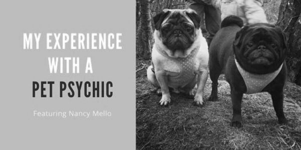 My Experience With A Pet Psychic 