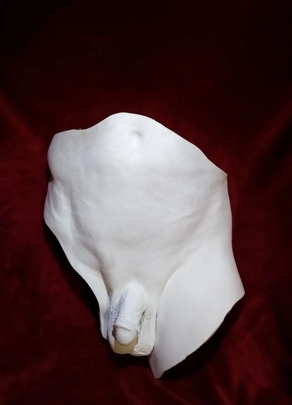 plaster life cast statue, Front of male pelvis