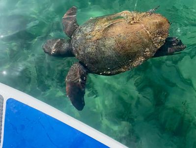 turtles in paphos from your SUP