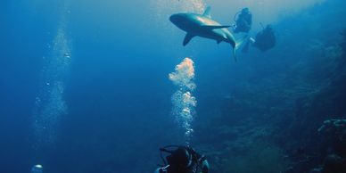 viajes de buceo desde bogota