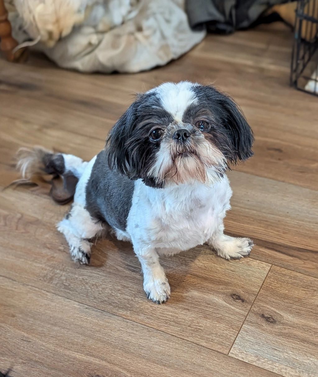 Small black and white dog sitting on wooden floor looking up.