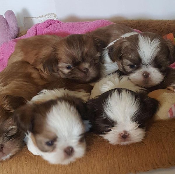 Cute litter of shih tzu puppies