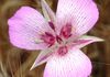Calochortus striatus; Alkali Mariposa Lily  (Don Davis)