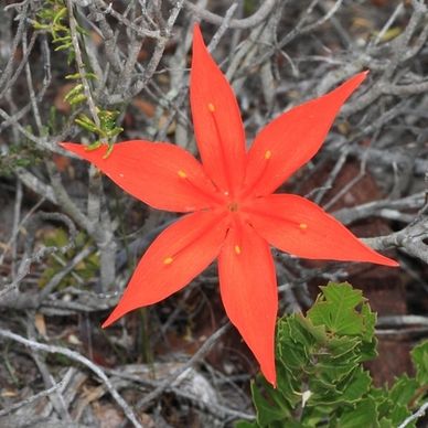 Photo: Bredasdorp Firelily (Cyrtanthus guthrieae)
© Marion Maclean
CC BY-SA 4.0