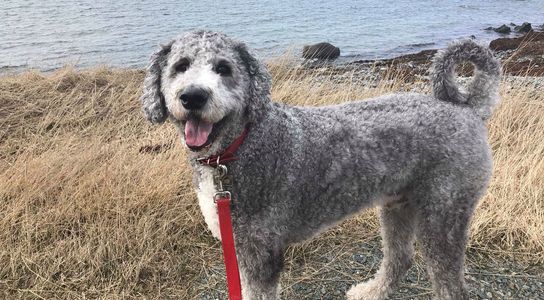 Mozzie enjoys a walk along the coast.
