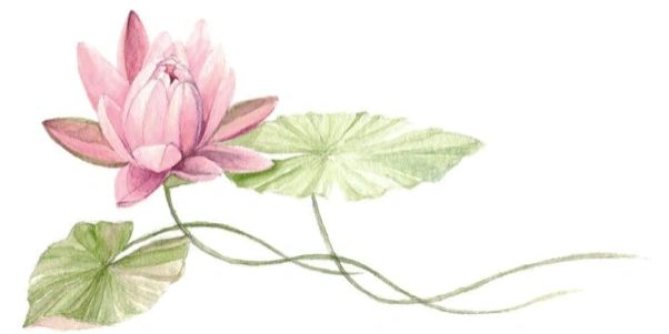 pink lotus flower