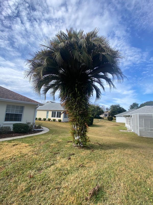 Before: Palm Tree Skin & Trim