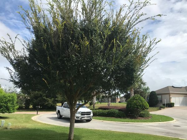 Before: Aesthetic canopy shaping