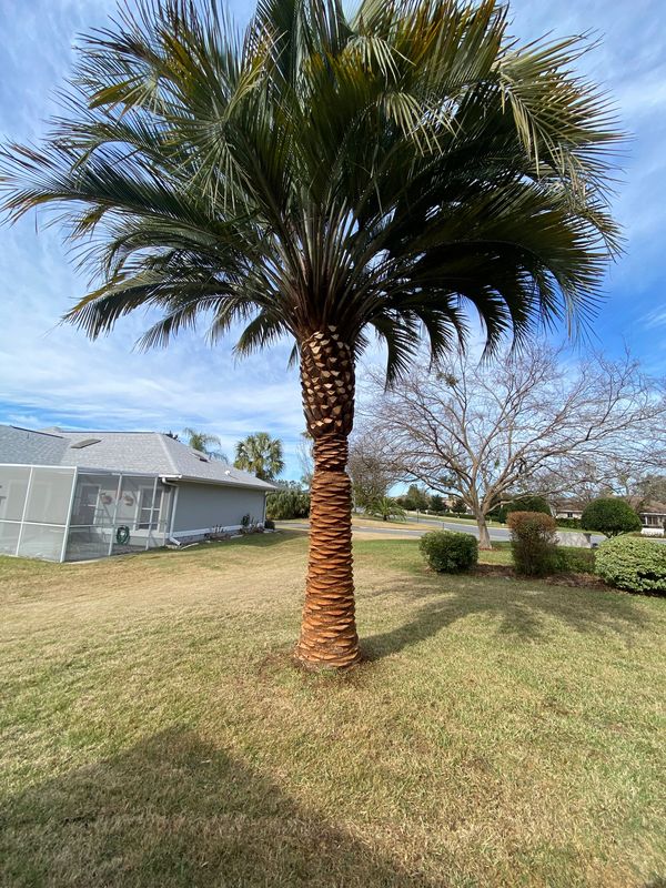 After: Palm Tree Skin & Trim