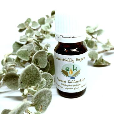Helichrysum Petiolare Essential Oil. Commonly known as "Imphepho" or Liqorice plant.