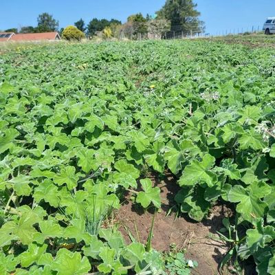 Pelargomiun tomentosum field of plants - 18 September 2025