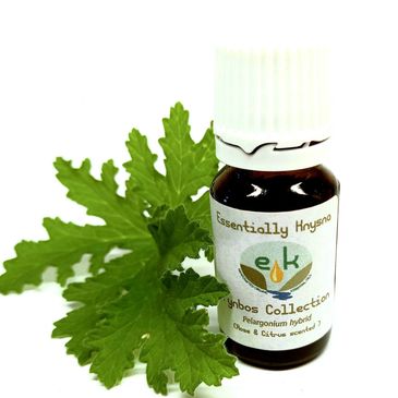 Scented Pelargonium Essential Oil. Rose and citrus scented Pelargonium hybrid.