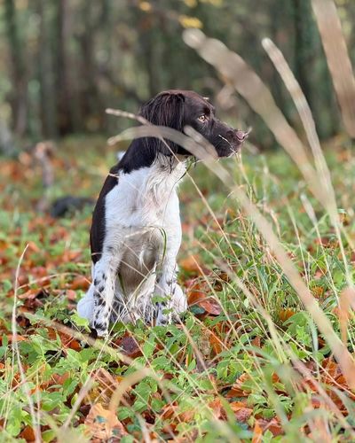 A spaniel sitting attentively in a forest clearing.