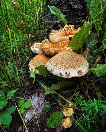 Fungi on a stump, surrounded by lush green plants