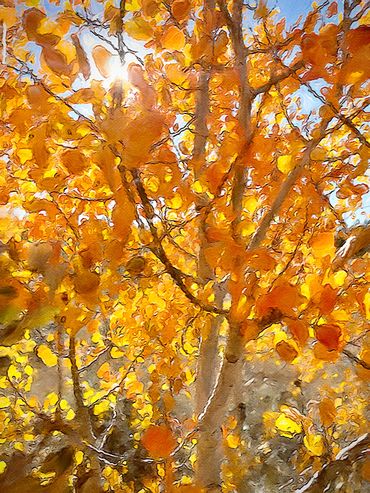 Quaking aspen sunset in the Fall