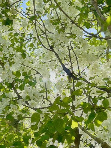 Tree in bloom, green leaves and white flowers
