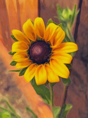 Rudbeckia blooming along the fence