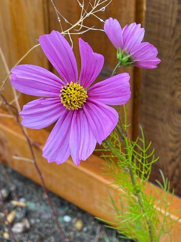 Pink cosmos blooming along a brown fence