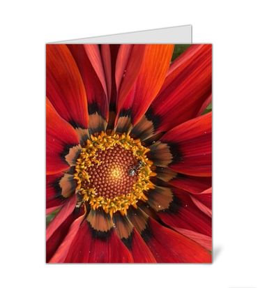 Red gazania with a little ant