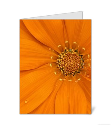 Orange gazania