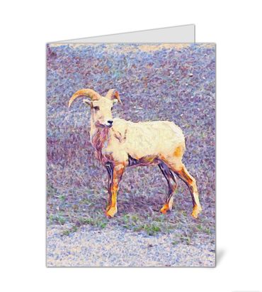 Bighorn sheep ewe