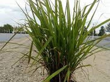Fakahatchee grass