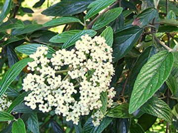 Sweet viburnum