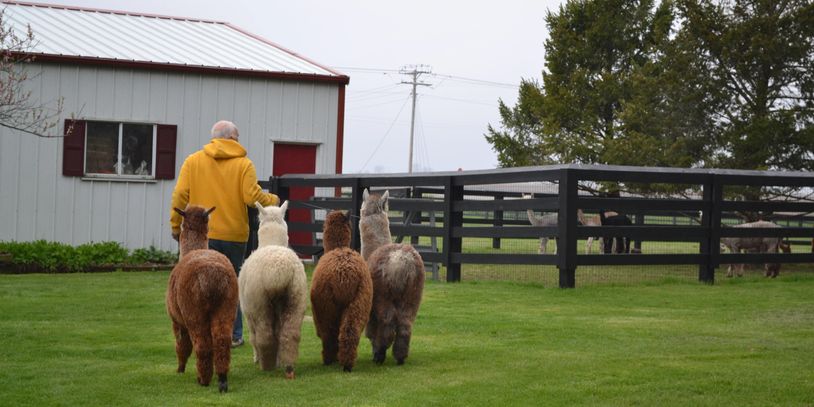 four different colored alpacas being led
