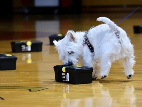 A white dog sniffs a black box on a shiny floor indoors.