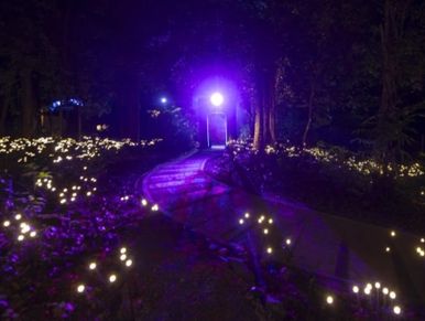 Fairy lights in the "Dream Forest" Langkawi