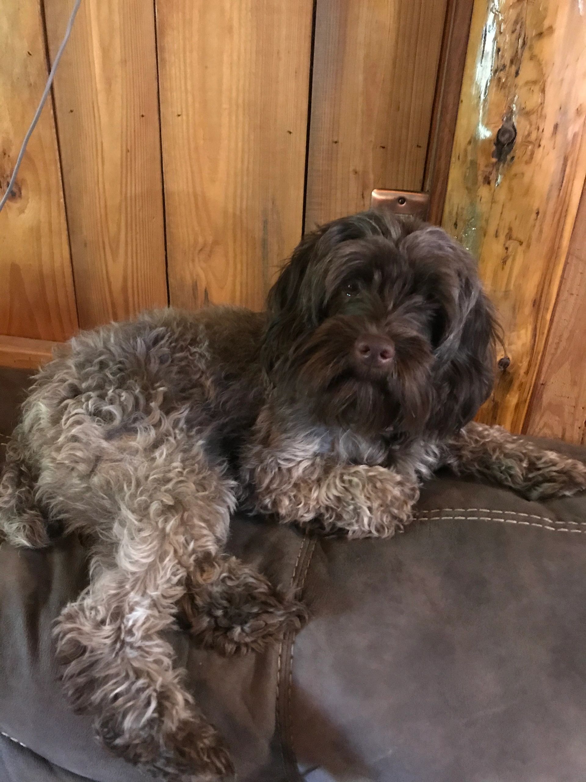 We have decided to retire Tiff. We are not going to rehome her. Sydney will be the only female I wil