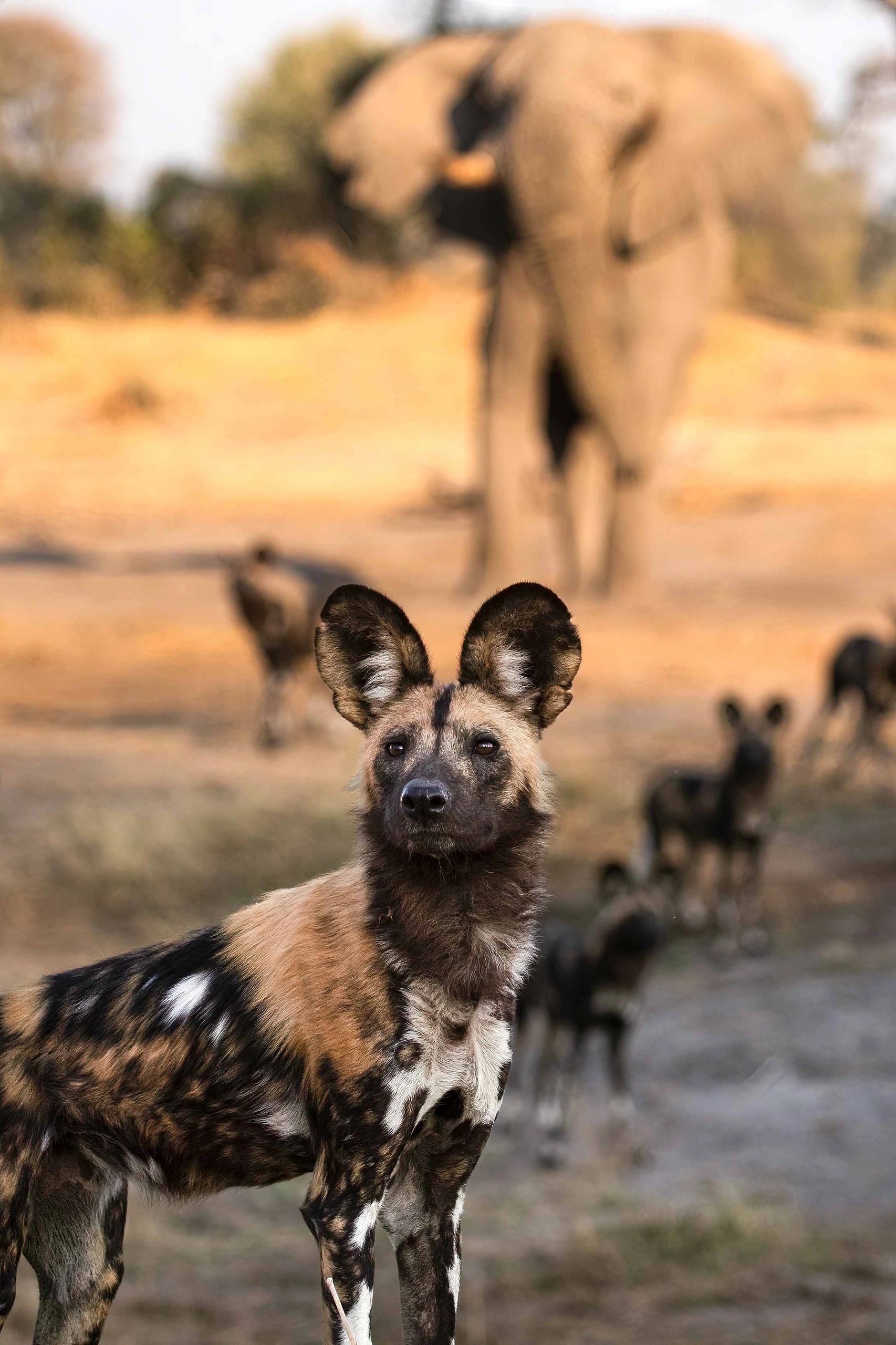 Una manada de perros salvajes juegan con un elefante macho