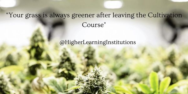 Your grass is always greener after leaving the Cultivation course