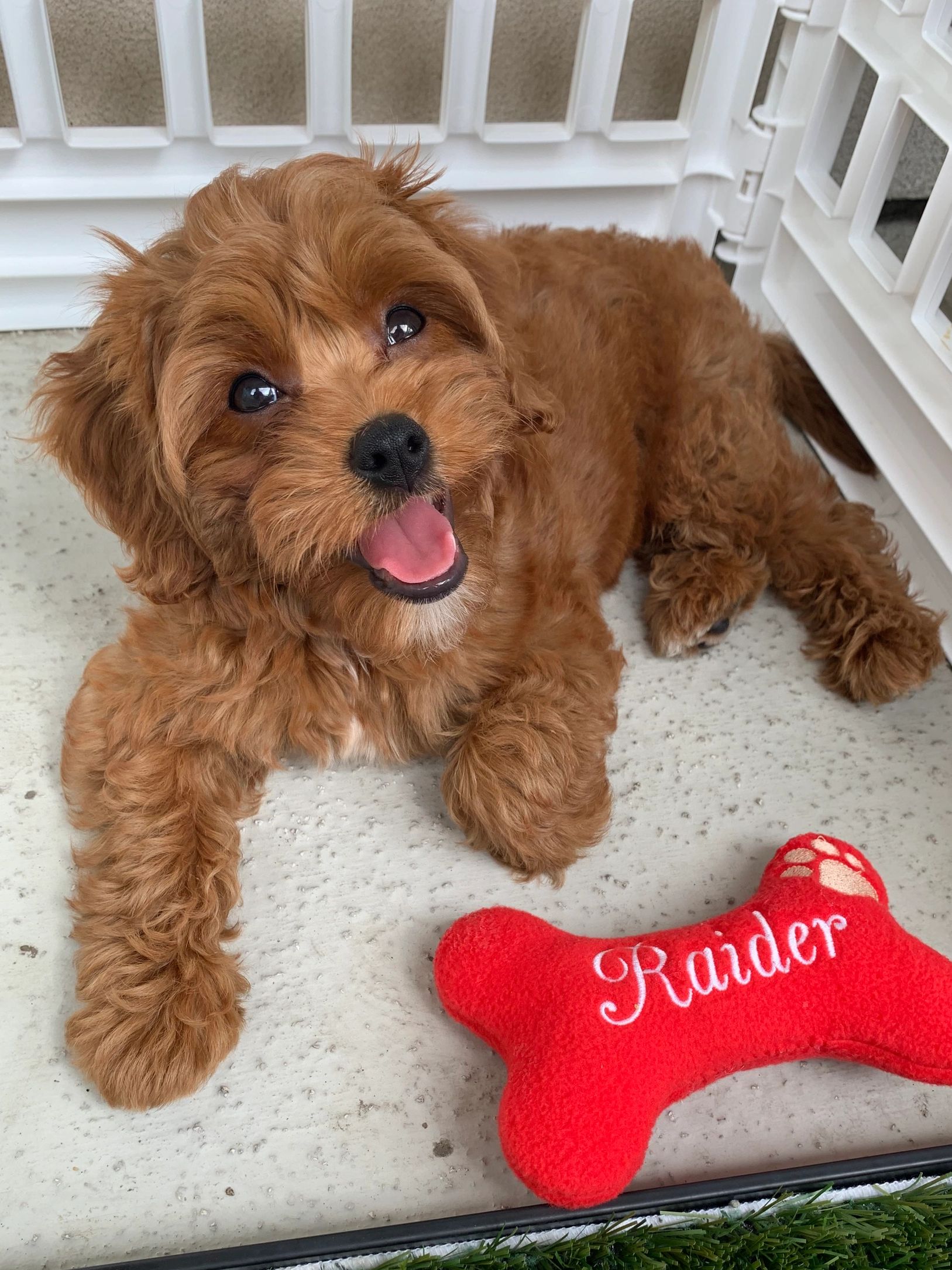 Happy brown puppy lying next to a red bone toy.