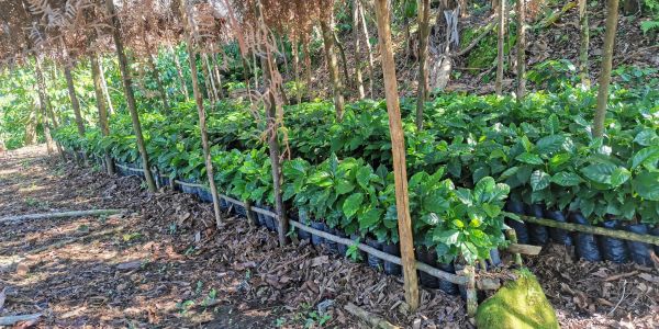 Plantación de plantas jóvenes bajo sombra.