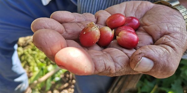 Mano sosteniendo semillas rojas de café.