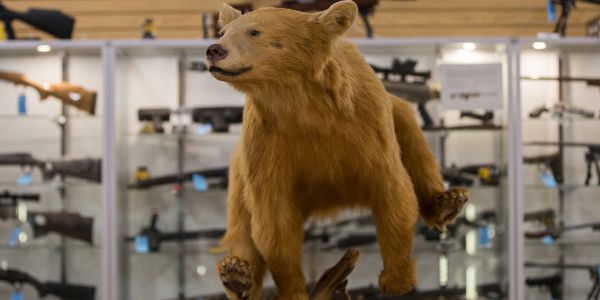 Stuffed bear displayed in gun shop.
