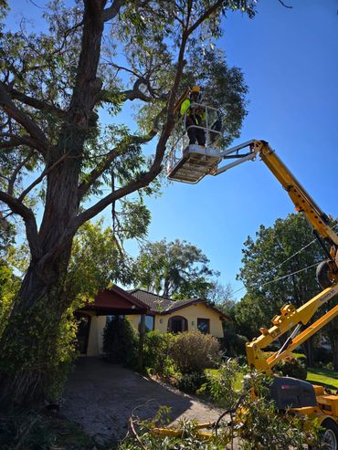 Worker trimming tree branches using a yellow cherry picker lift near a house.